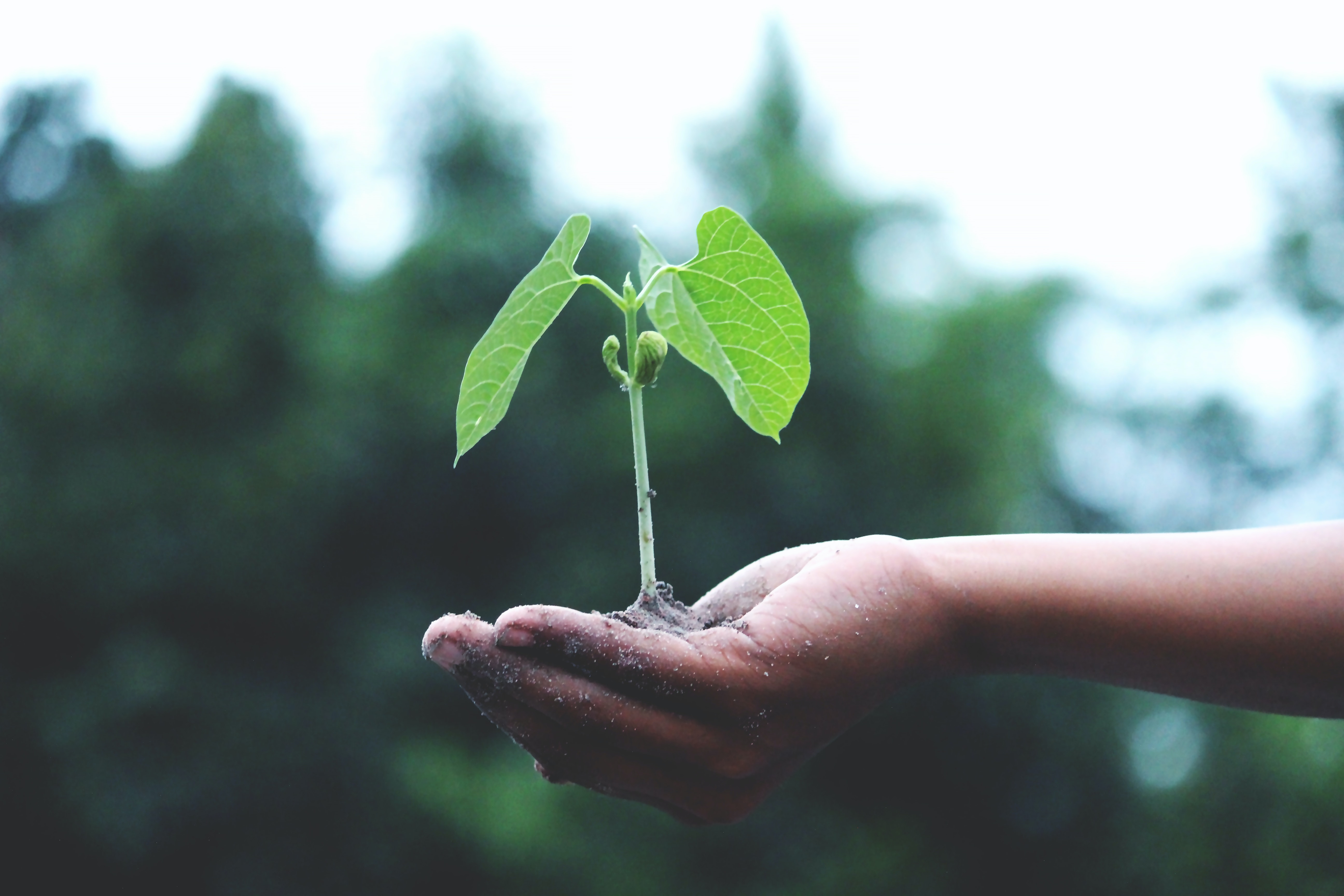 Seedling on a hand